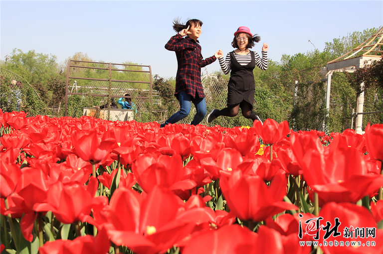 第十届郁金香文化节开幕 影像河北采风团走进植物园