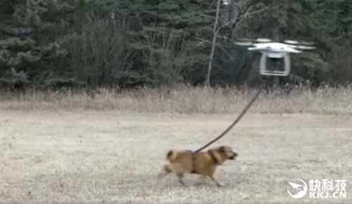 男子用无人机遛狗获赞土豪 大结局好惨：狗狗被带上天了
