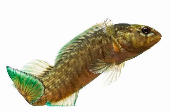 抓拍罕见帕拉斯猫一只好萌！看看那些濒临灭绝的动物