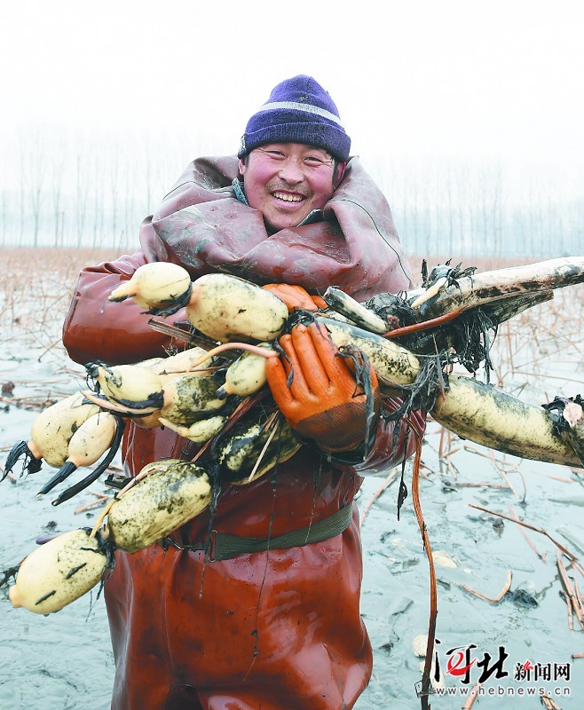 图说河北：磁县挖藕正当时（组图）