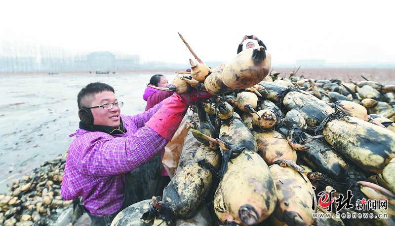 图说河北：磁县挖藕正当时（组图）