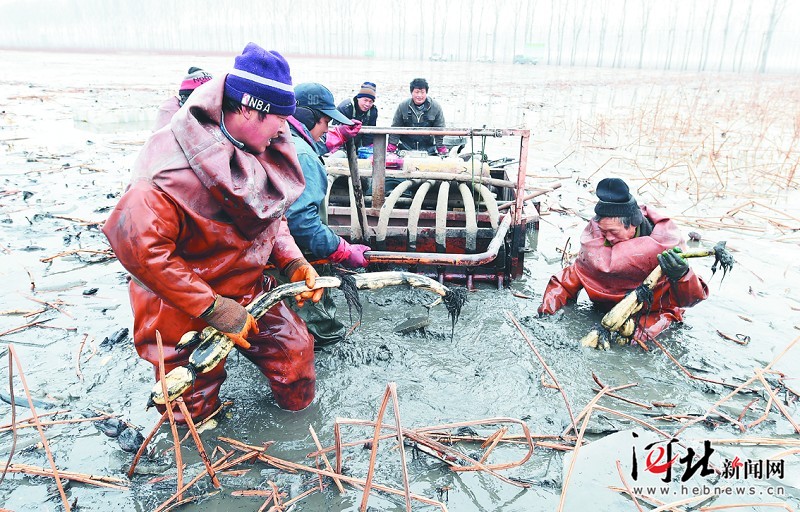 图说河北：磁县挖藕正当时（组图）