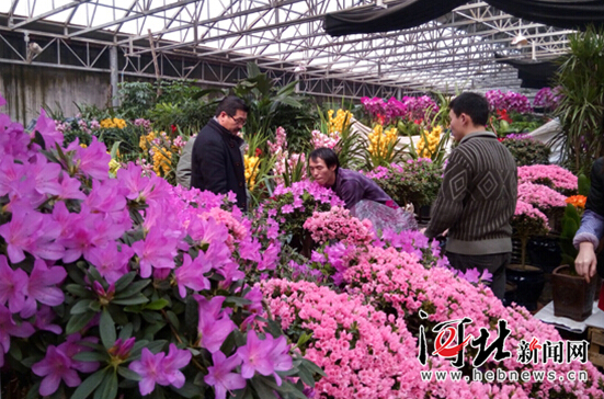 石家庄年宵花市场升温 “小而美”盆栽走俏（组图）
