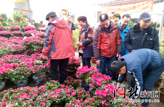 石家庄年宵花市场升温 “小而美”盆栽走俏（组图）
