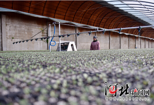 定州:扶持农牧企业做大做强 定州:扶持农牧企业做大做强