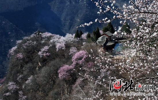 河北多景区举办特色赏花节 美丽经济唱响春之声（组图）