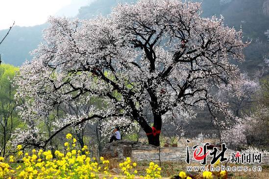 河北多景区举办特色赏花节 美丽经济唱响春之声（组图）