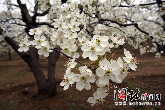 河北多景区举办特色赏花节 美丽经济唱响春之声（组图）