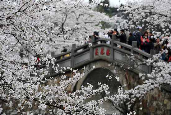 河北多景区举办特色赏花节 美丽经济唱响春之声（组图）