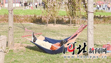 4月3日,记者在石家庄滹沱河岸看到,有游客在踏青赏景时,将吊床拴在草坪中的树木上小憩,很不文明。 4月3日,记者在石家庄滹沱河岸看到,有游客在踏青赏景时,将吊床拴在草坪中的树木上小憩,很不文明。