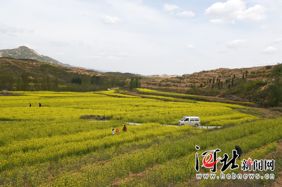 内丘县油菜花田：美丽乡村春光图（组图）