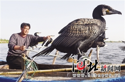 任丘市李广村渔民马法通与他家的鸬鹚。