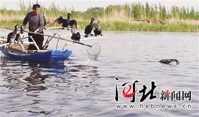 马法通在白洋淀里训练鸬鹚捕鱼。