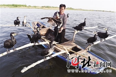 马法通在白洋淀里训练鸬鹚捕鱼。