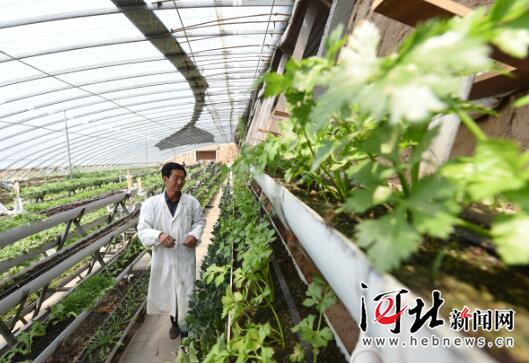 位于河北省邢台市宁晋县岳家庄村的河北丰富农业科技有限公司技术员在观察无土栽培蔬菜的长势。 位于河北省邢台市宁晋县岳家庄村的河北丰富农业科技有限公司技术员在观察无土栽培蔬菜的长势。