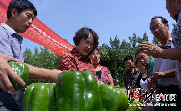 望都省级无公害蔬菜产地带动1300多户菜农脱贫致富