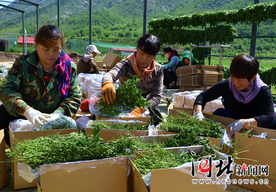 平泉县抓产业拓宽农民增收渠道（图）
