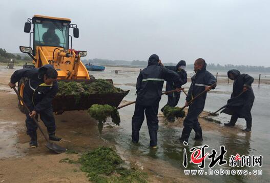 北戴河鸽子窝公园打捞海草