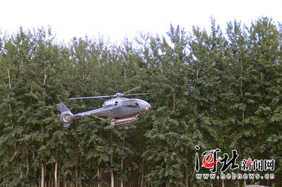 香河县林业局展开第三代美国白蛾飞防作业（图）