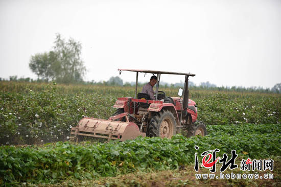 金秋时节 广宗县永强农场红薯种植基地喜获丰收