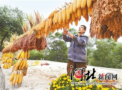玉米价走低 症结在哪儿？今后怎么种？