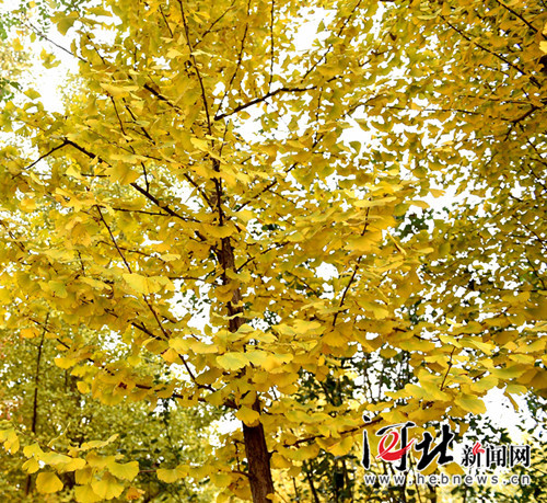 石家庄：银杏美景入画来（图）