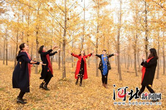 11月13日，几位来自邯郸的游客在沙河市栾卸村万亩银杏园拍照留影。