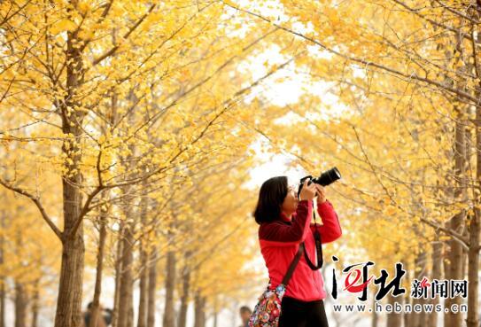 11月13日，摄影爱好者在沙河市栾卸村万亩银杏园拍照。