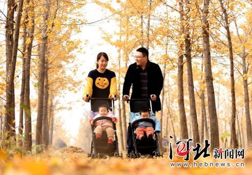 11月13日，一对夫妇推着双胞胎儿女在沙河市栾卸村万亩银杏园游玩。