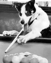 西湖松鼠成胖龙猫好萌!盘点那些萌翻人的小动物 西湖松鼠成胖龙猫好萌!盘点那些萌翻人的小动物