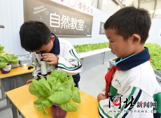 涞水县苟各庄小学学生在城市微耕体验园用显微镜观察蜜蜂的翅膀。 涞水县苟各庄小学学生在城市微耕体验园用显微镜观察蜜蜂的翅膀。